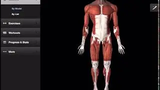 Main leg muscles and their actions
