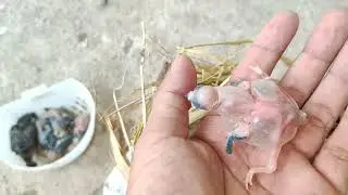 Panen Gelatik Jawa Di Aviary...