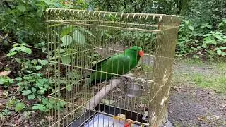 Эклектус осваивается на отдыхе