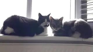 Double Cat Loaf