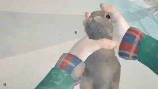 The Long Dark - Killing a Rabbit