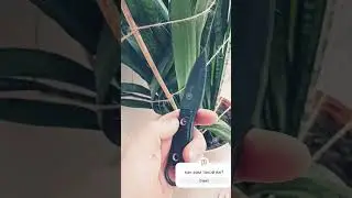 Очень опасный ëж. руководство по эксплуатации ежа кизляр #балаклава #2024 #топ #кизляр #шип #ëж #нож