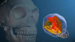 Covid-19: a Neanderthal gene variant seems to be linked with risk of severe cases