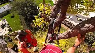 Ash Tree - Proyama (in tree demo)