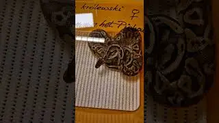 Королевский Питон. Змея. Домашние питомцы. Экзотические животные. 