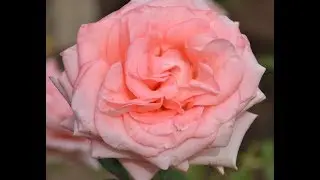 роза чайно-гибридная  Ленни (первогодка),видеообзор