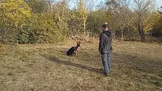 две немецкие овчарки работают в паре