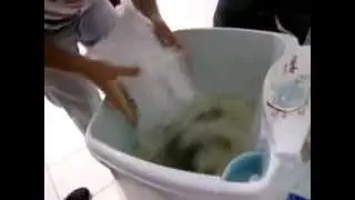 Como preparar caipirinha rápida e em grande quantidade