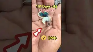 How does koi dumbo betta fish develop? Quá trình phát triển của cá betta dumbo koi như thế nào ?