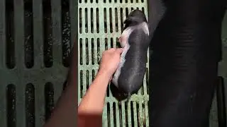 Remember to Scratch Your Partner Too! #PiggyLove #ScratchChallenge #RelationshipGoals