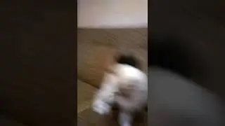 Северный Ноктюрн Ваниль