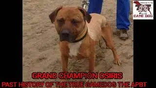 APBT  Capital Kennels Grand Champion Osiris 5XW 2XBIS POR/ROM