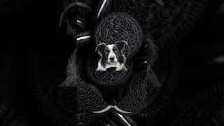 For my friend /@Hiimoreo83894 Oreo Oreo Oreo