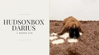 Hudsonbox Darius @ 2 weeks old