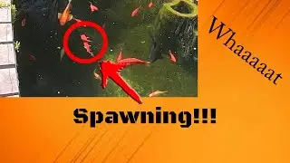 Goldfish / commet goldfish - spawning in the big pond ( 75.000 L )