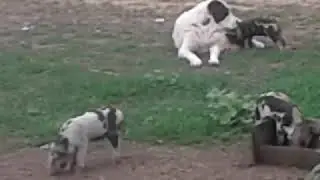 Аномальное явление. Собака не дала погибнуть парасятам