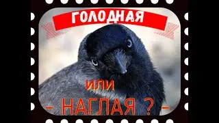 голодная или наглая?