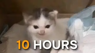 German Cat Original 10 Hours / Das War Ein Befehl Cat Meme 10 Hours