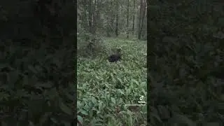 Догонялки! 