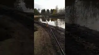 #shorts Лиса голодная