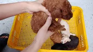 Cả bầy cún Poodle con thuần chủng 0974168738