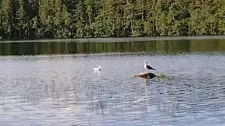 Кричат лесные чайки 🕊️