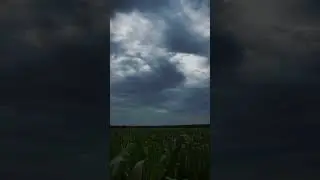 #кукуруза 🌽 🌽🌽😍😍😍