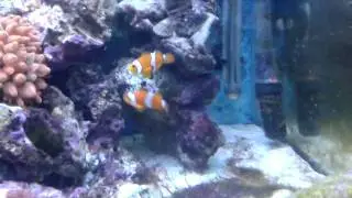 My reef aquarium