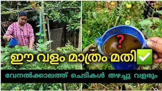 ഒറ്റ വള്ളം മതി| വേനൽക്കാലത്ത് ചെടികൾ തഴച്ചു വളരും|Organic fertilizer at home