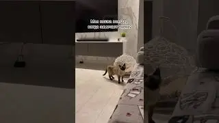 Сима, когда видит тапки - сюда, сюда 😅 #тайскаякошка