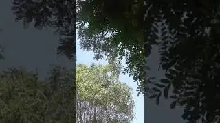Ворона напала на людей. Смотреть до конца это жесть!!!