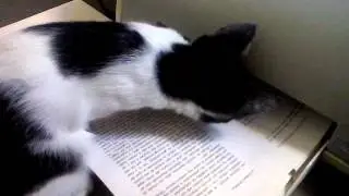 Cat Vs Printer