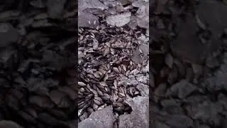 Тысячи карасей погибли.