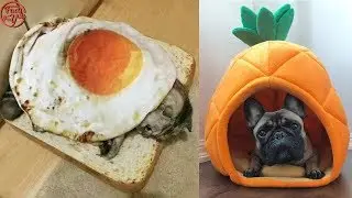 Most Unique Pet Beds You Can Actually Buy #2