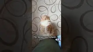 Сколько лет живут кошки 🐈🧐 