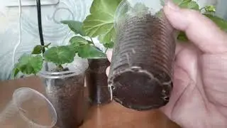 Черенки пеларгонии.Корни прут от этой подкормки.