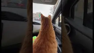 Кот путешественник 🐈 