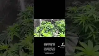 Cannabis seed to harvest with organic super soil mix