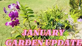 JANUARY GARDEN UPDATE 2025! 
