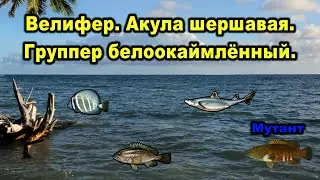 РР3. Велифер.  Группер белоокаймленный. Акула шершавая.  Павлиний группер - мутант.