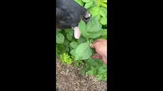 Малинка кушает Малину