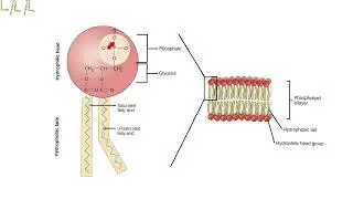 polar nonpolar phospholipid