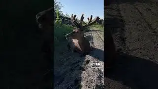 Переможець 