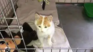 Самый добрый в мире котёнок, подобранный на улице