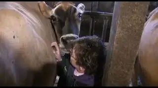 A Cow Kiss & A Calf Dunks Himself in Milk on Blossvale Farm