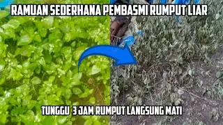RAMUAN SEDERHANA pembasmi rumput liar ‼️