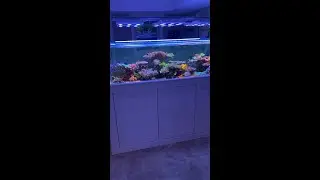 Peninsula Tank - The End?