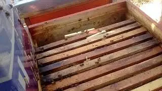 22.09.19 а есть ли расплод? Приехали с кочевки