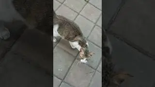 kucing hamil kelaparan #cat #shortvideo #shorts