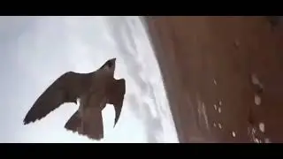 Поединок сокола и квадрокоптера